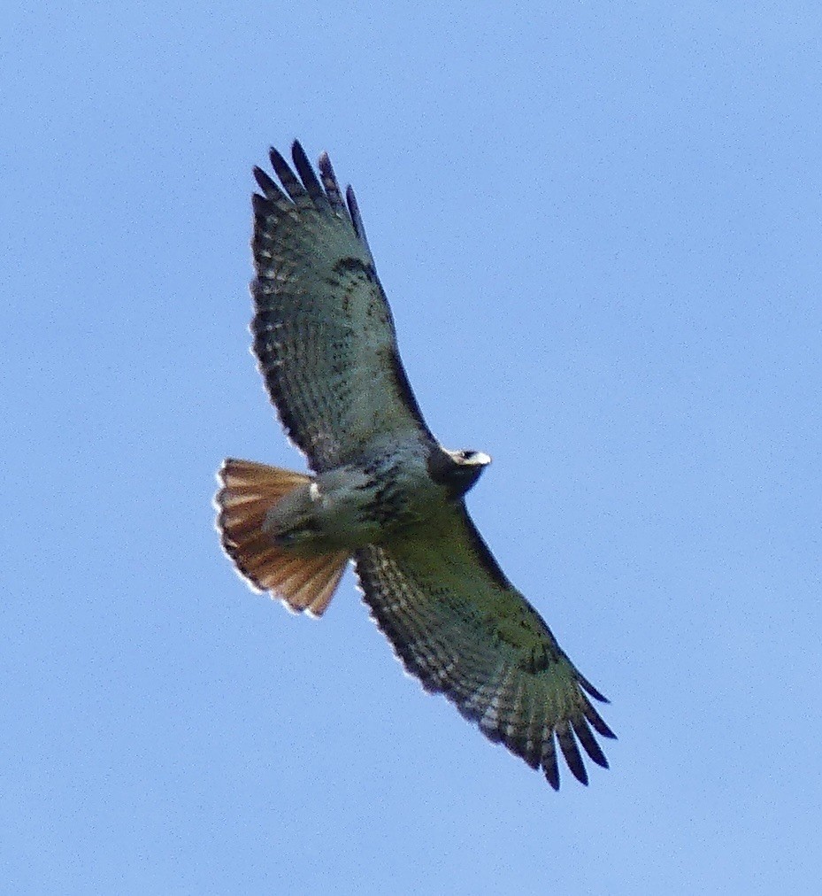 Red-tailed Hawk - ML620489748