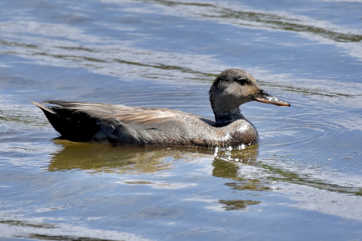 Gadwall - ML620489757