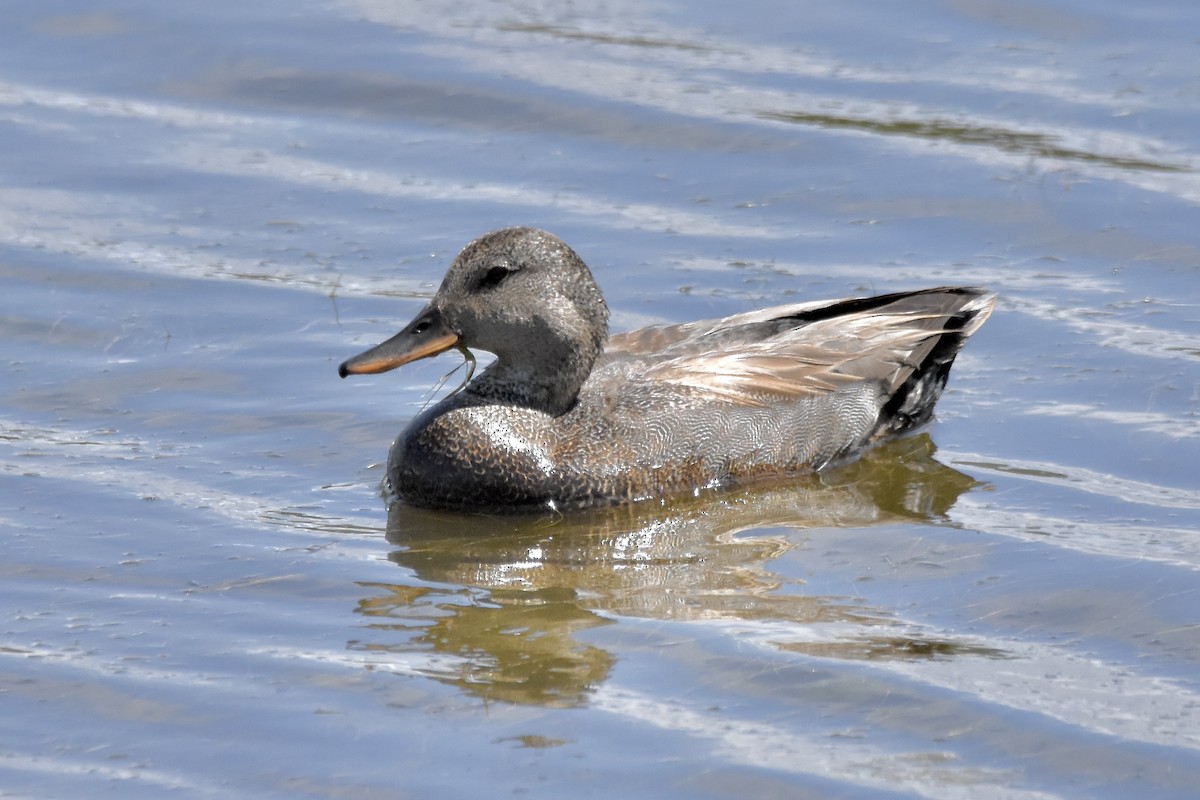 Gadwall - ML620489758