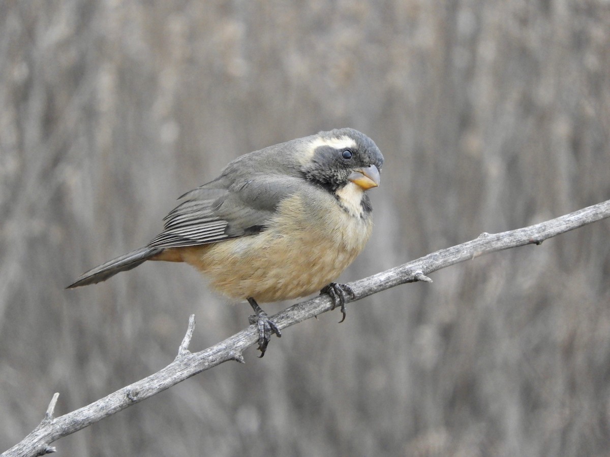 Golden-billed Saltator - Franco Palandri