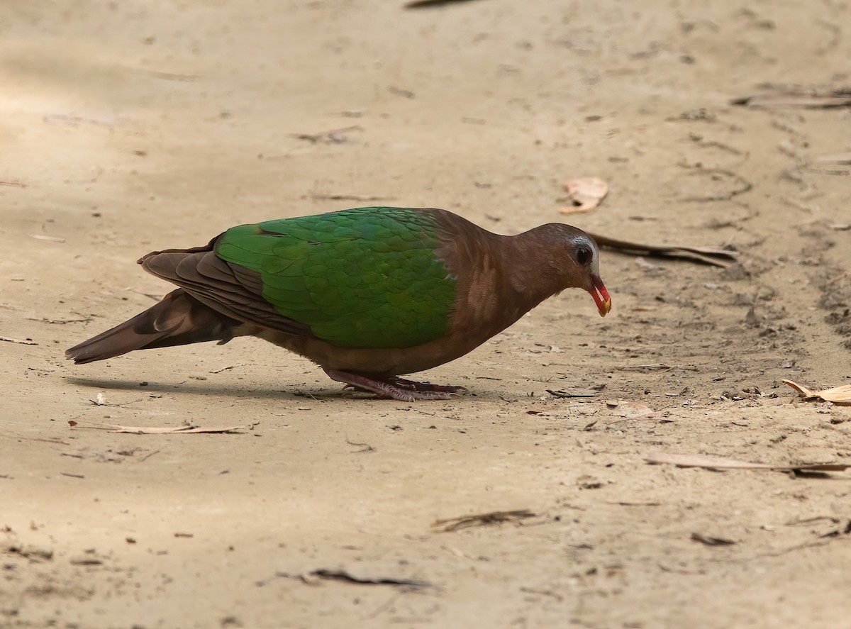 Asian Emerald Dove - ML620489767