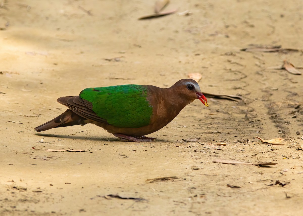 Asian Emerald Dove - ML620489768