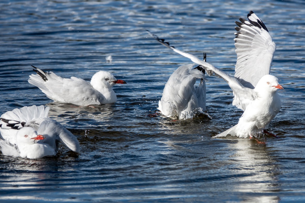 Silver Gull - ML620489769