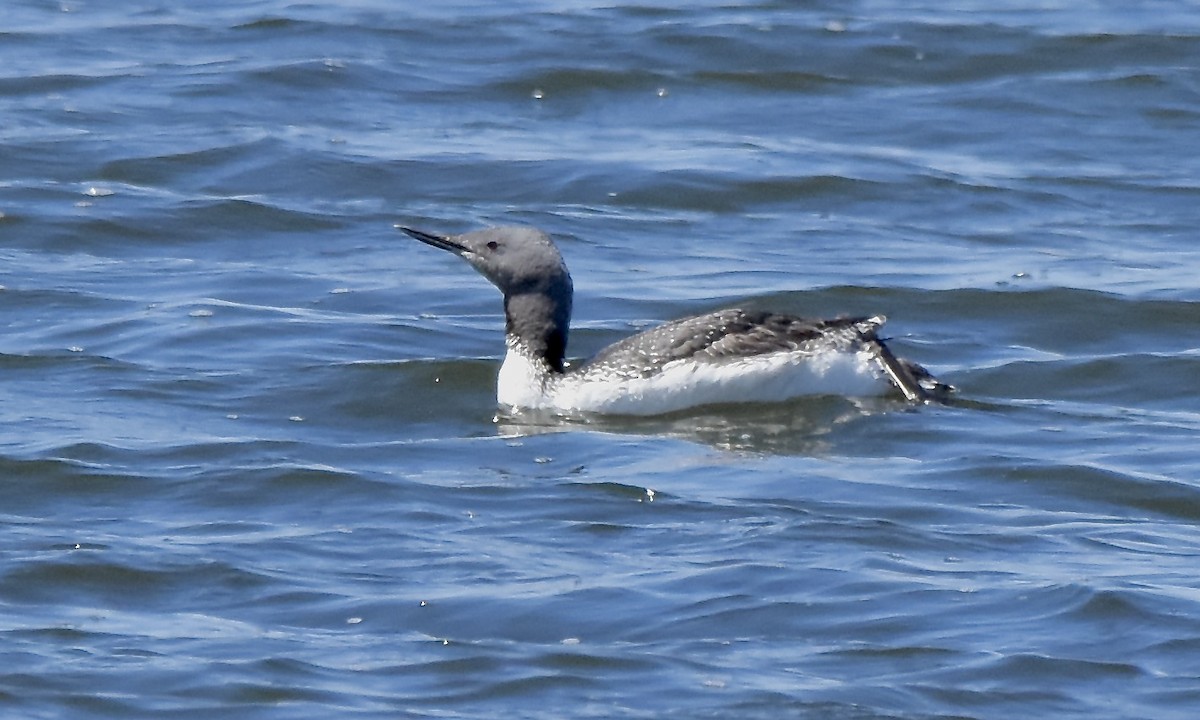 Red-throated Loon - ML620489771