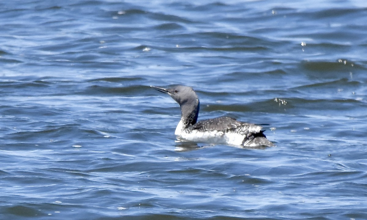 Red-throated Loon - ML620489772