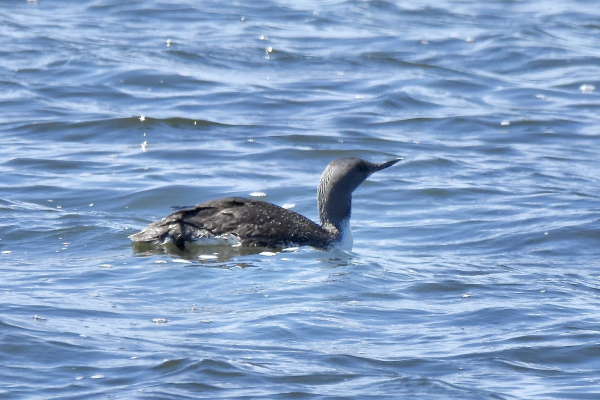 Red-throated Loon - ML620489773