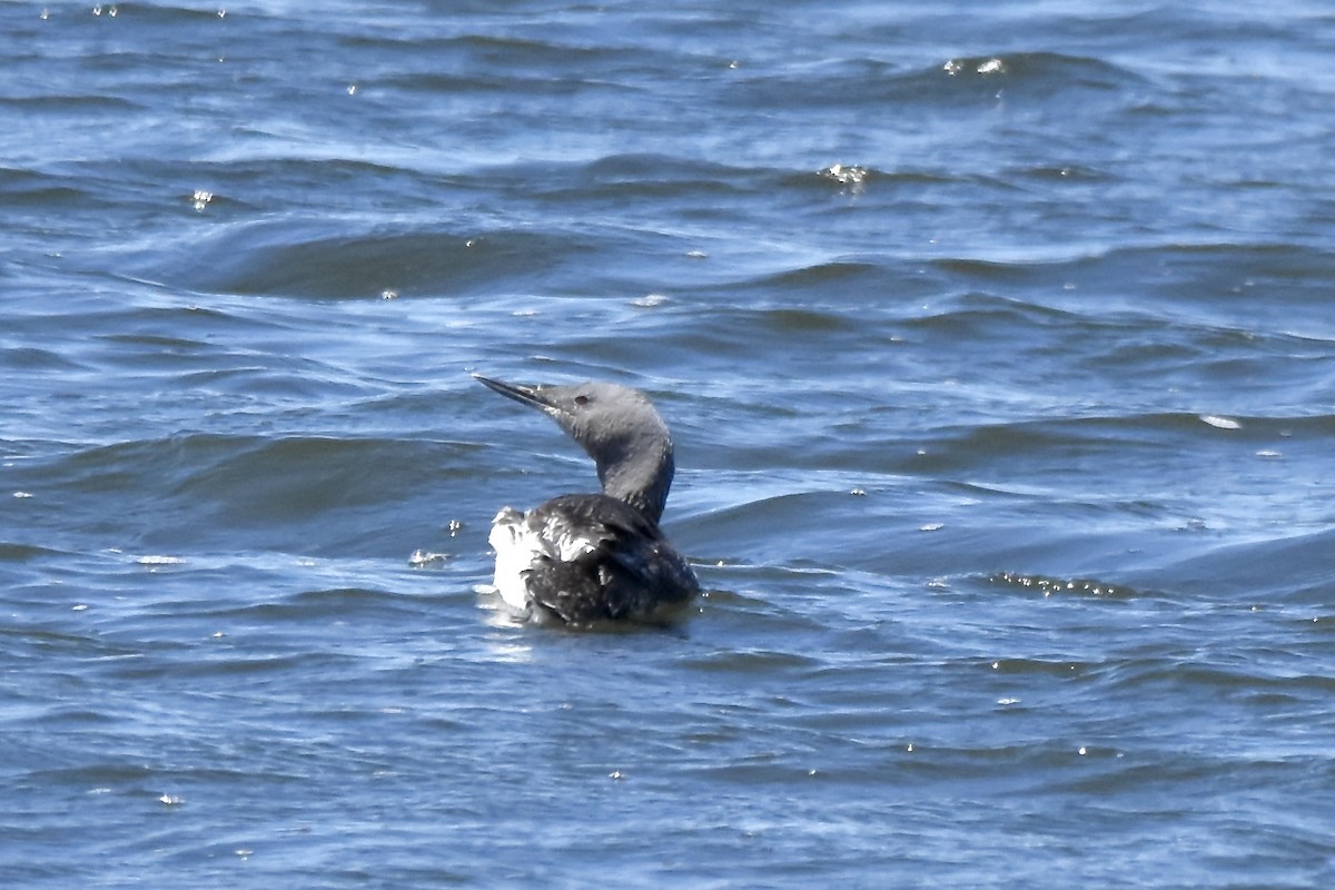 Red-throated Loon - ML620489774