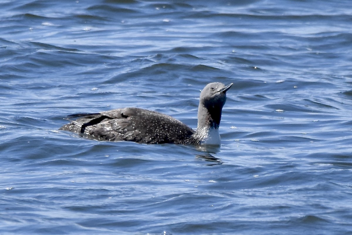 Red-throated Loon - ML620489775