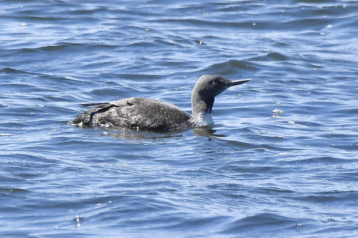 Red-throated Loon - ML620489776