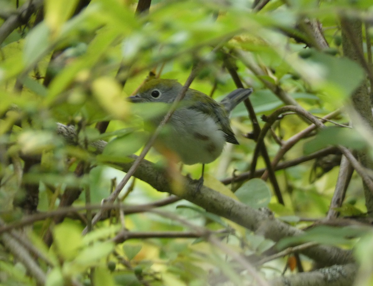 Chestnut-sided Warbler - ML620489778