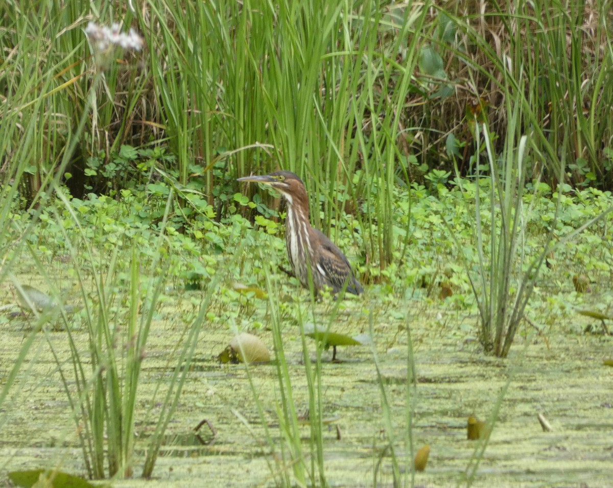 Green Heron - ML620489780