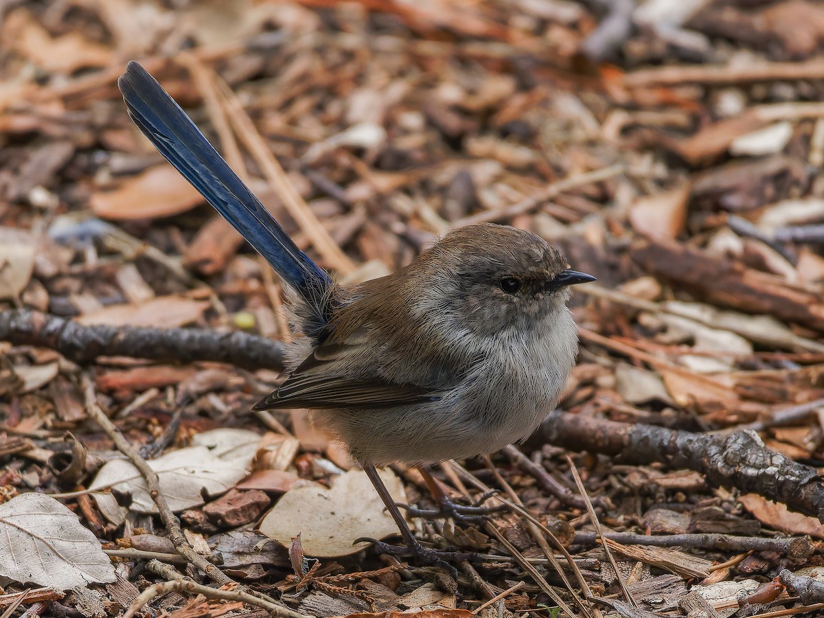 Superb Fairywren - ML620489781