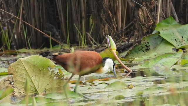 Jacana à poitrine dorée - ML620489784