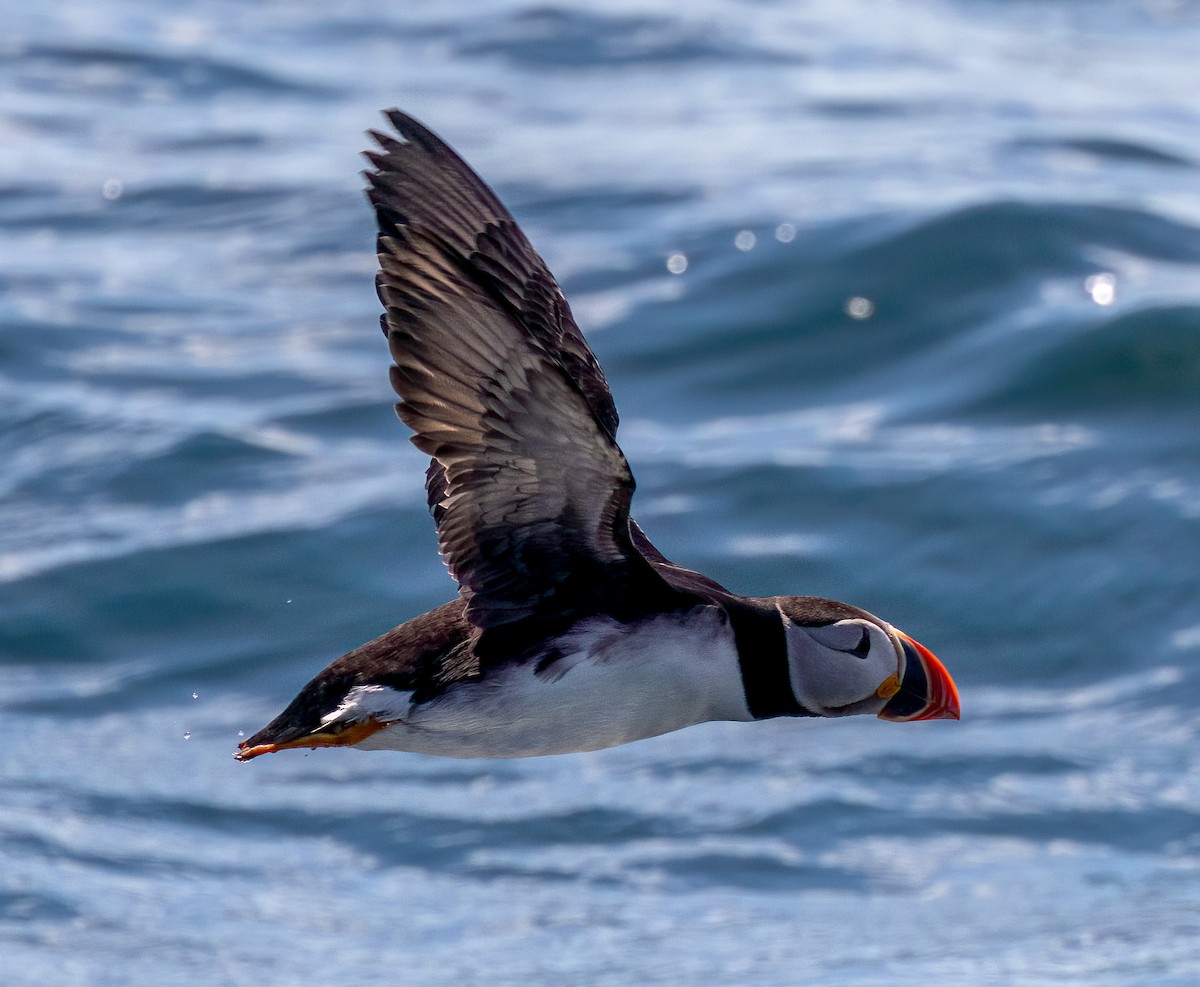 Atlantic Puffin - ML620489786