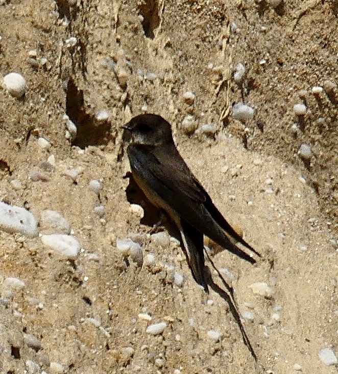 Bank Swallow - ML620489795