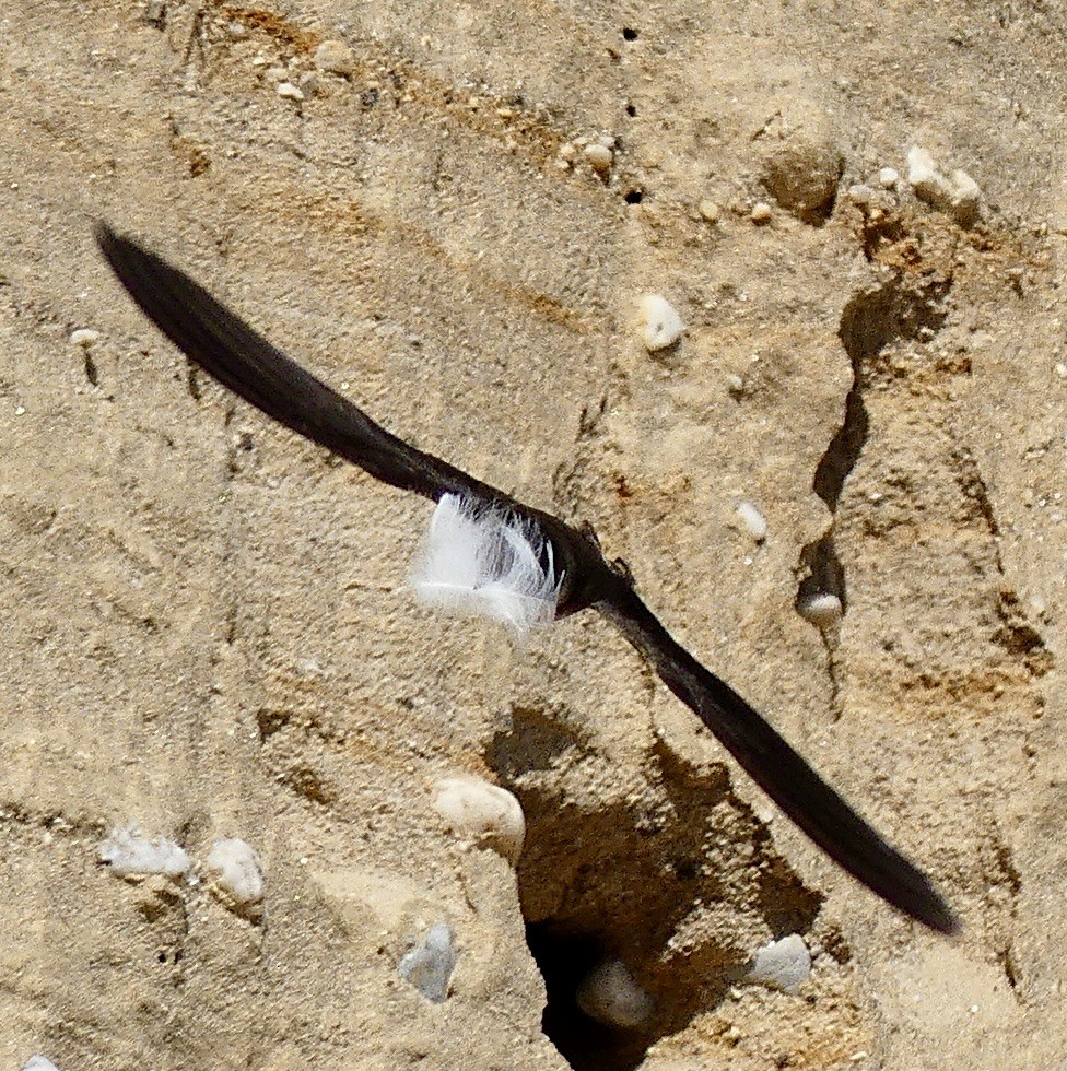 Bank Swallow - ML620489796