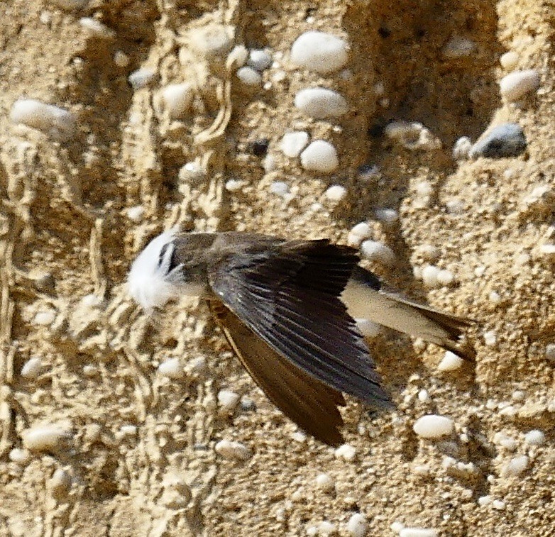 Bank Swallow - ML620489797