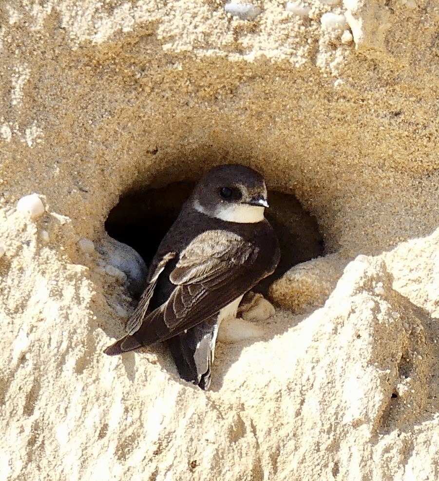 Bank Swallow - ML620489798