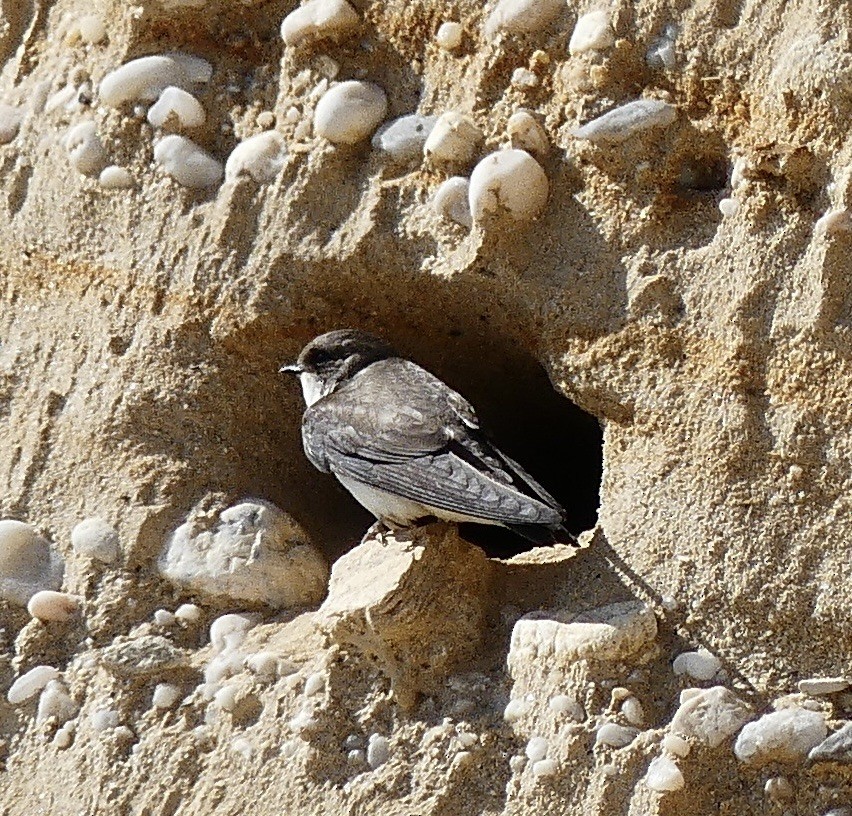 Bank Swallow - ML620489799