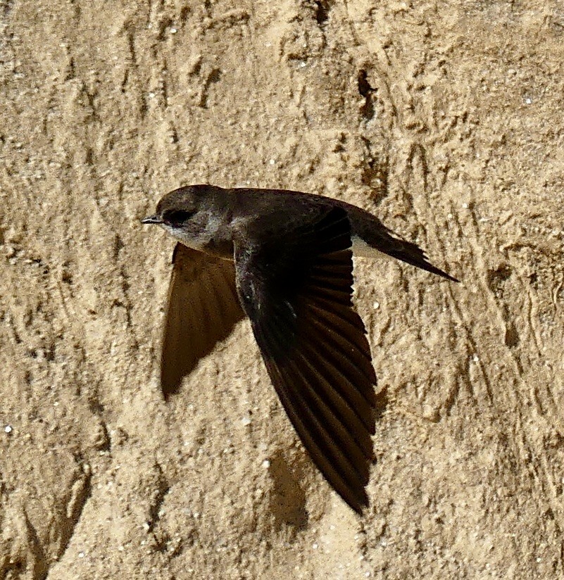 Bank Swallow - ML620489800