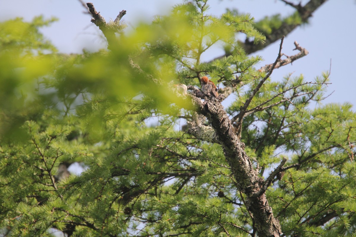 Russet Sparrow - ML620489802