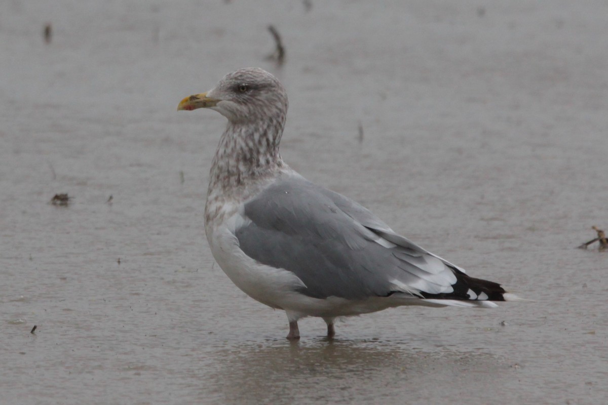 Herring Gull (Vega) - ML620489806