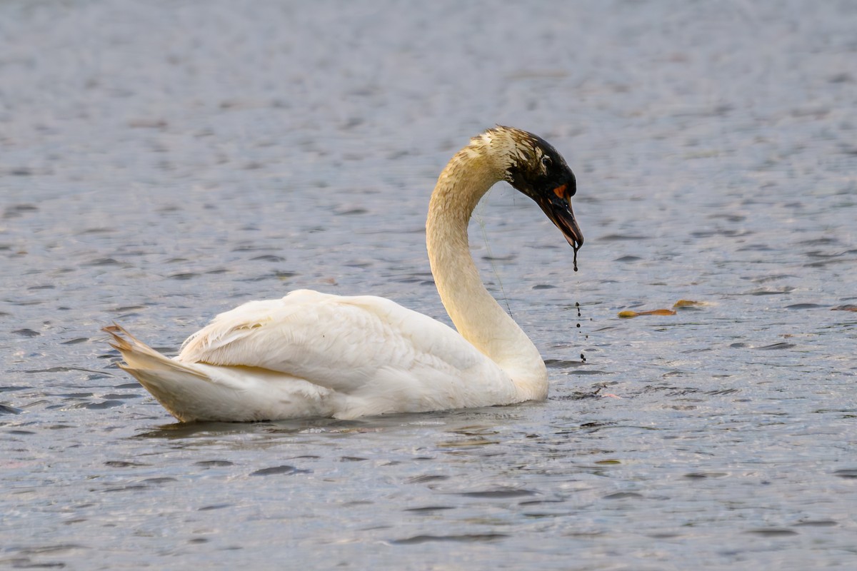 Mute Swan - ML620489810