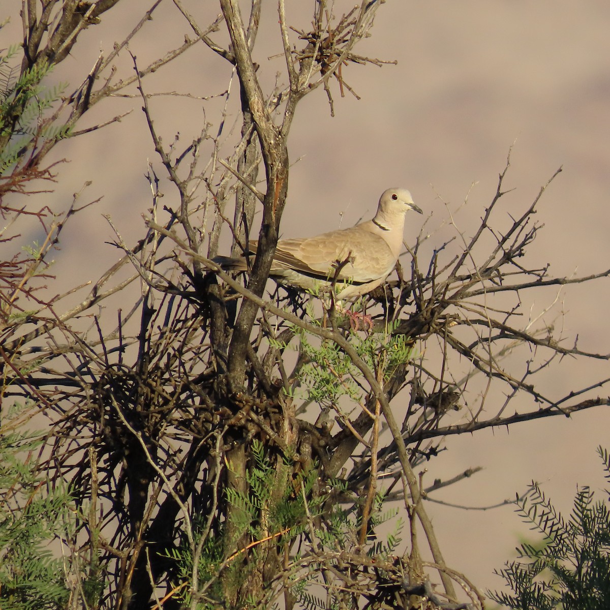 Eurasian Collared-Dove - ML620489815