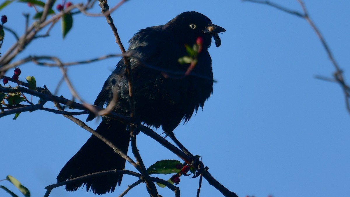 Brewer's Blackbird - ML620489819