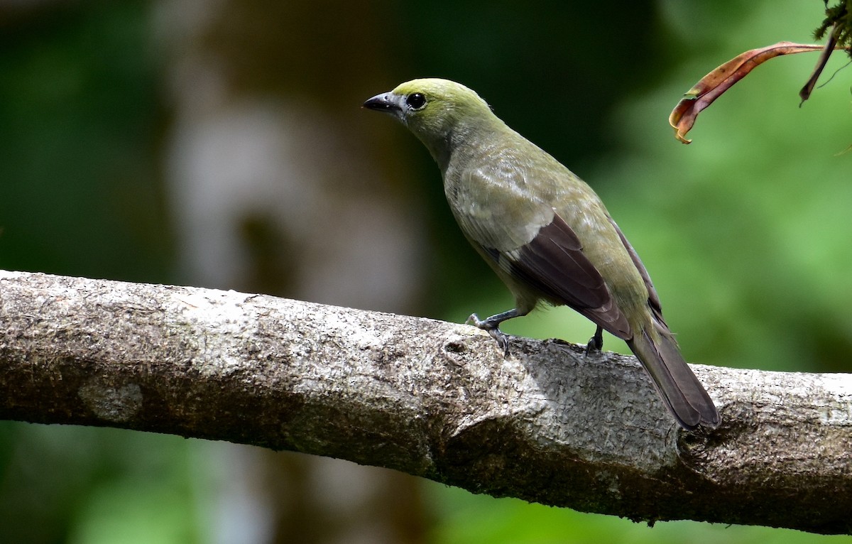 Palm Tanager - ML620489820