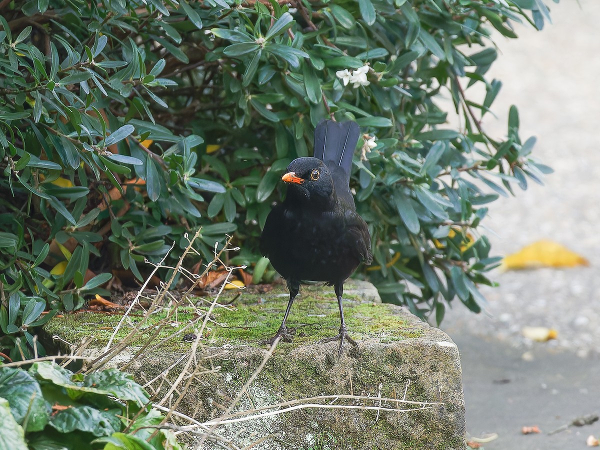 Eurasian Blackbird - ML620489824