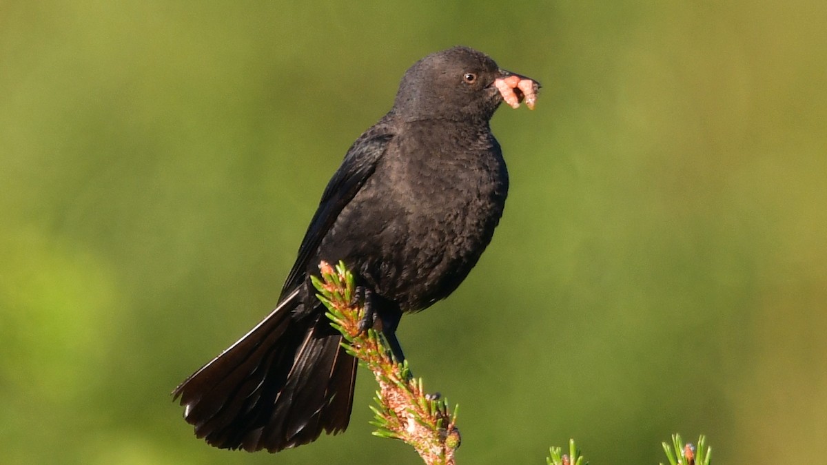 Brewer's Blackbird - Carl Winstead