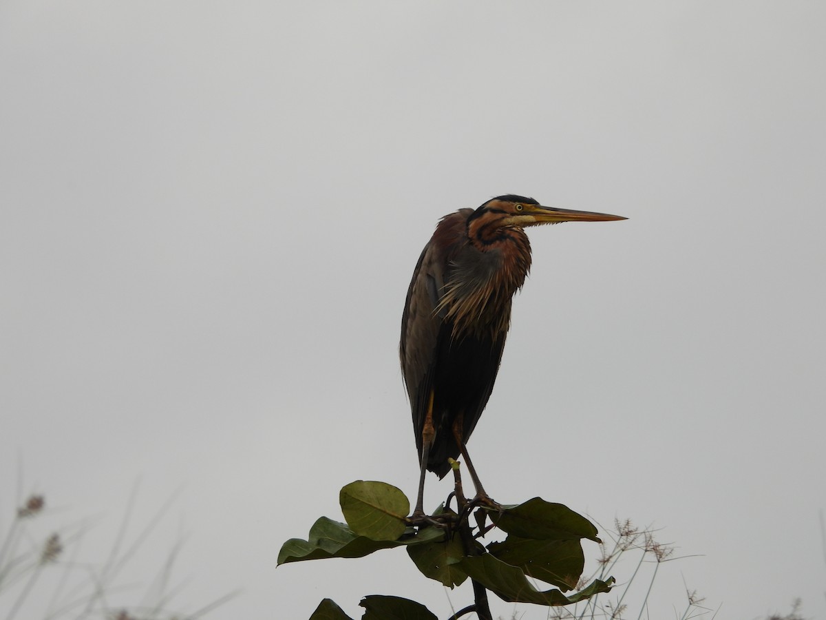 Purple Heron - ML620489827