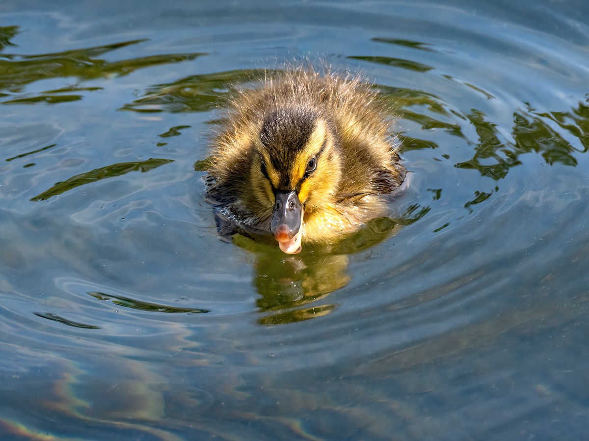 Canard colvert - ML620489829