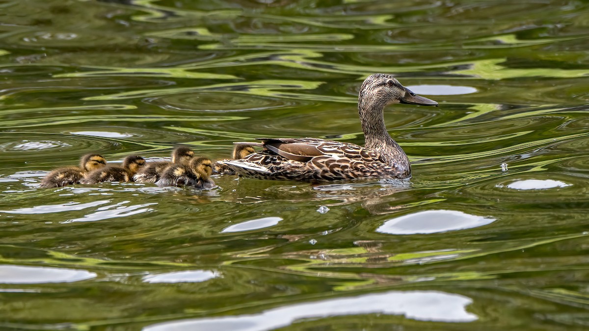 Canard colvert - ML620489831