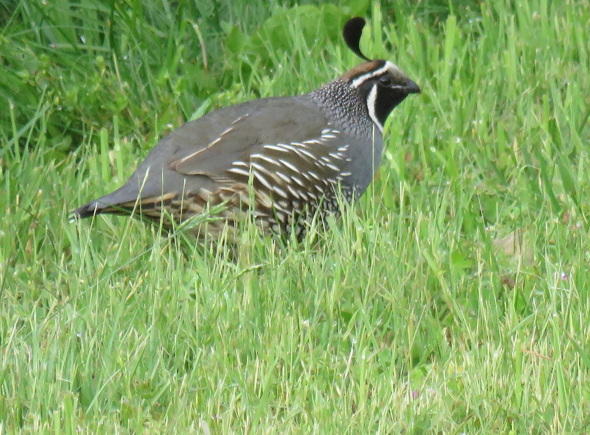 California Quail - ML620489839