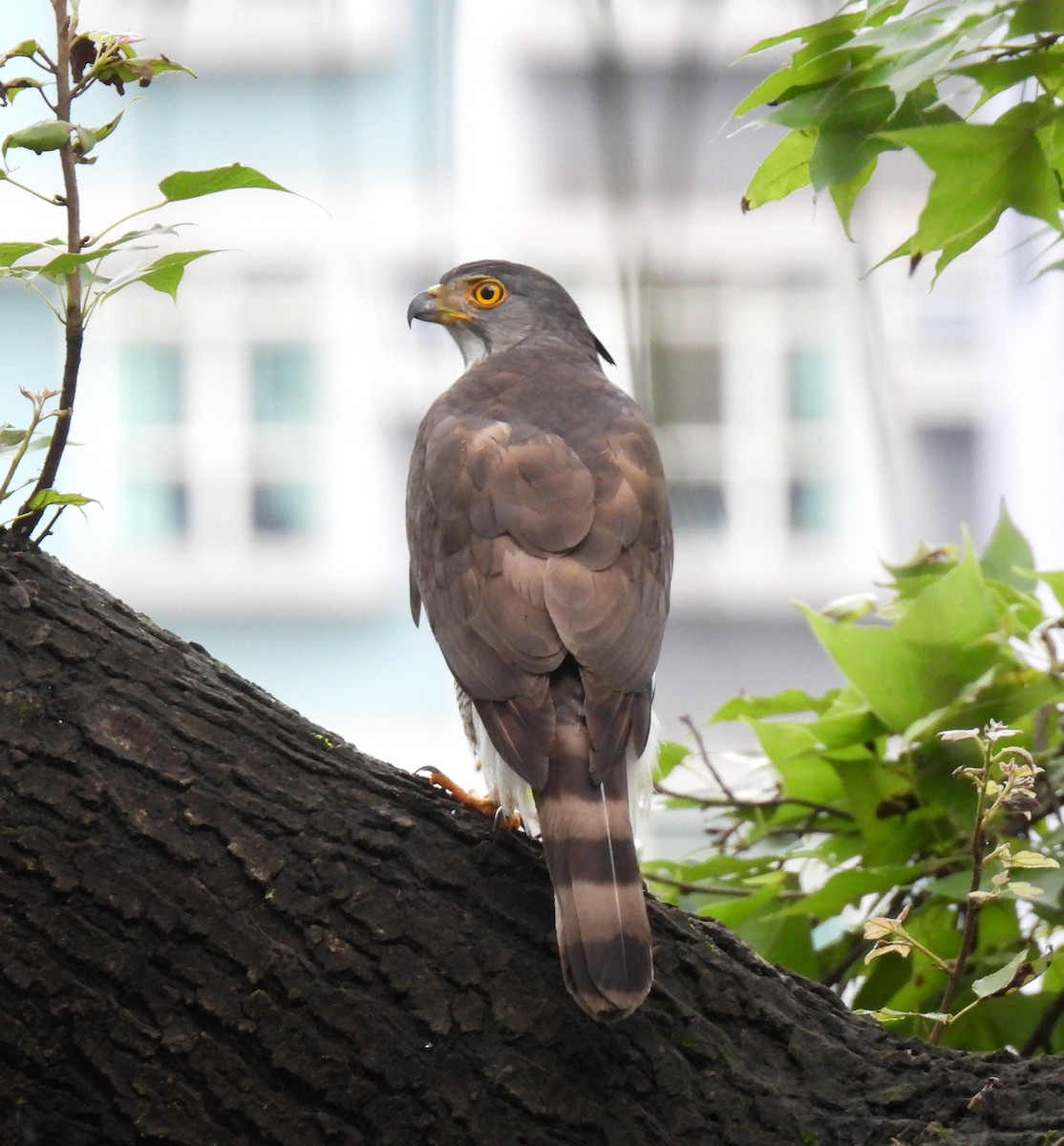 Crested Goshawk - ML620489840