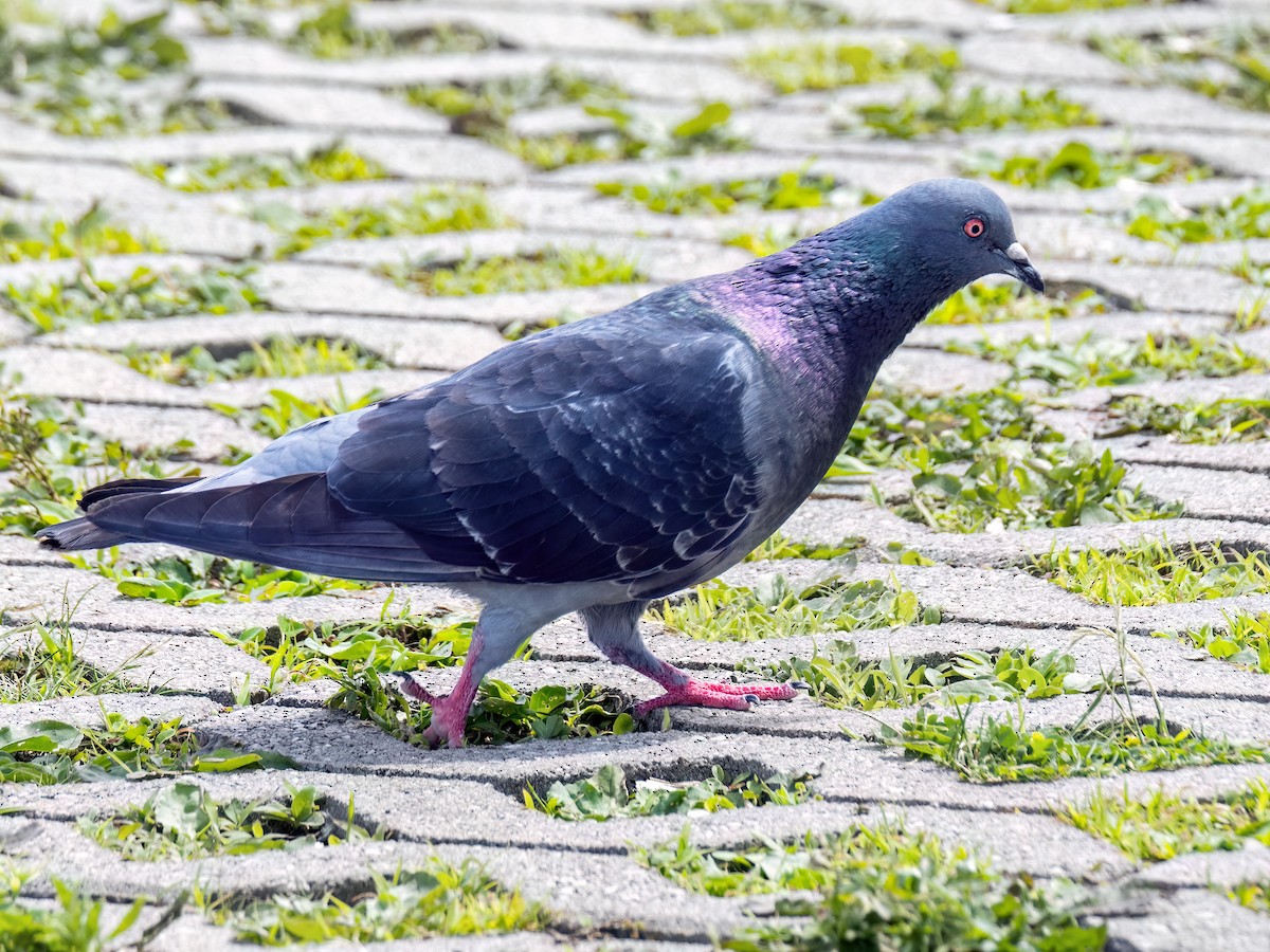 Rock Pigeon (Feral Pigeon) - ML620489841