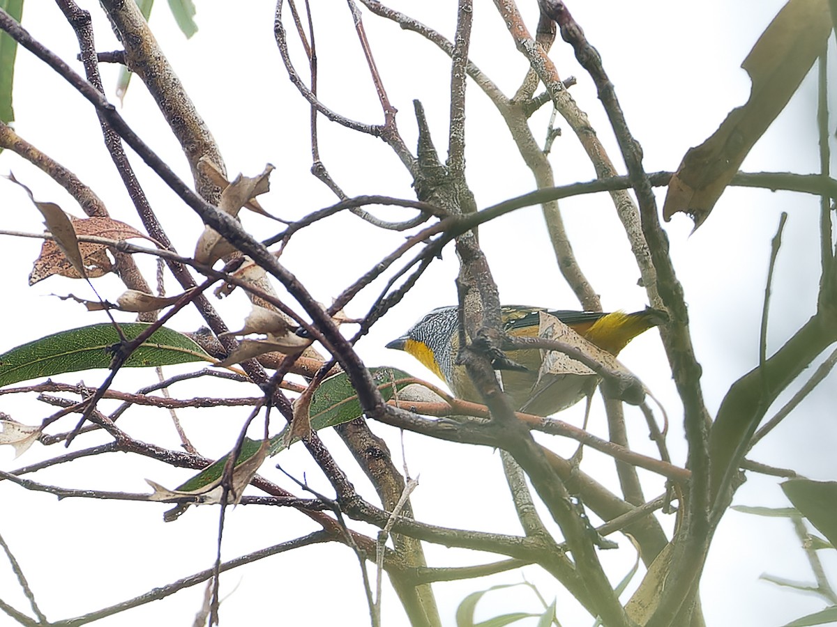 Pardalote Moteado - ML620489842