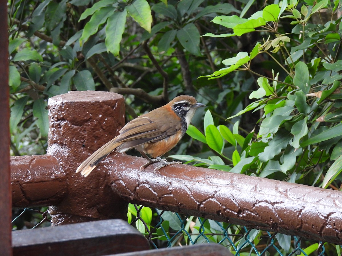 Greater Necklaced Laughingthrush - ML620489845