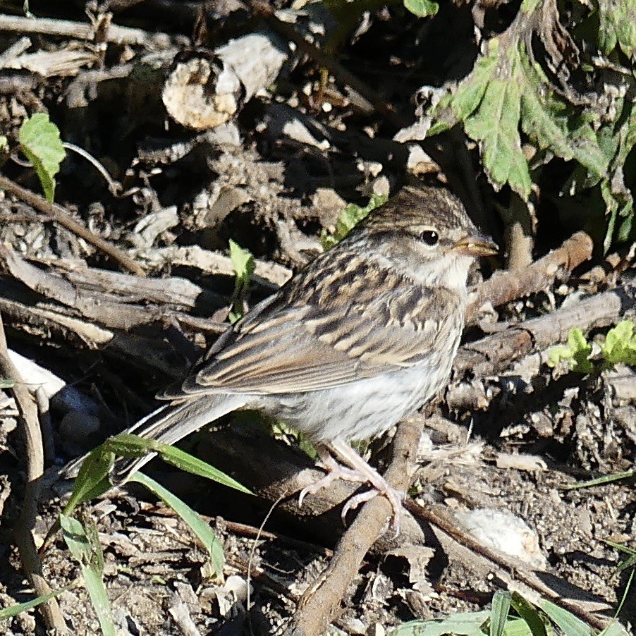 Chipping Sparrow - ML620489847