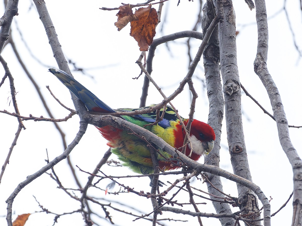 Eastern Rosella - ML620489848