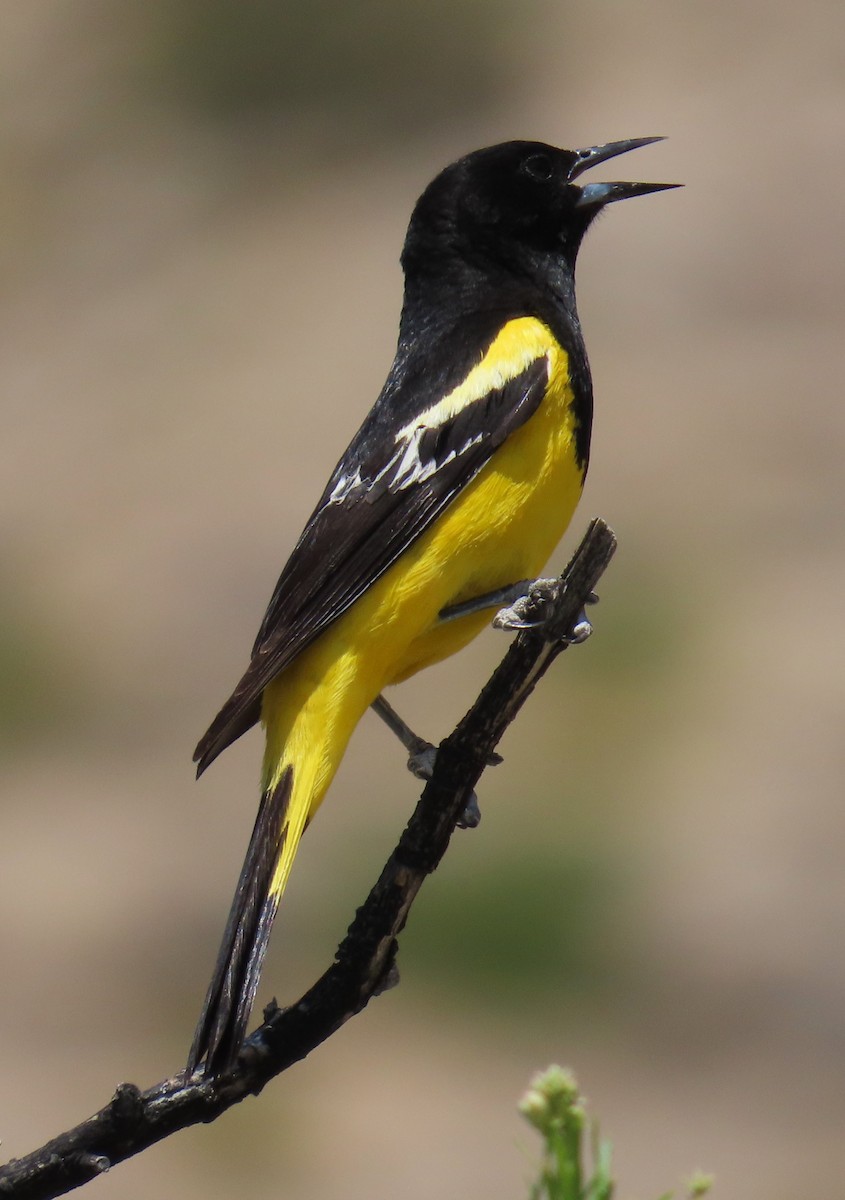 Oriole jaune-verdâtre - ML620489850