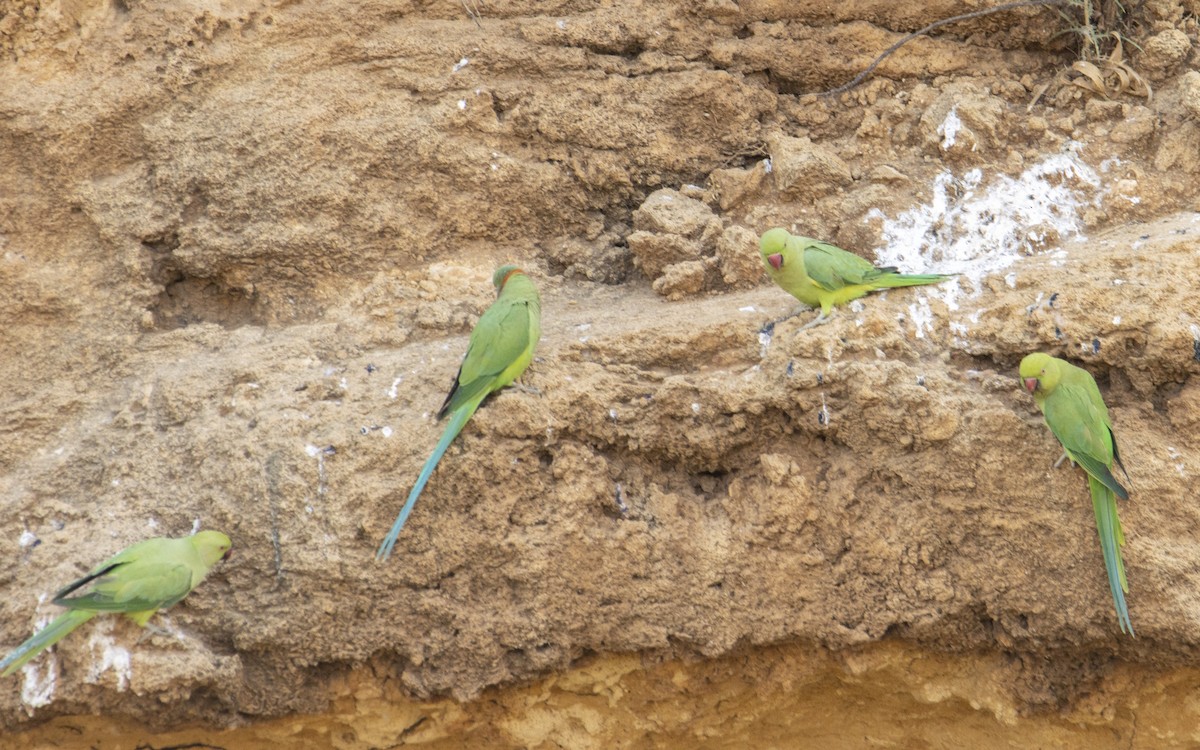 Rose-ringed Parakeet - ML620489851