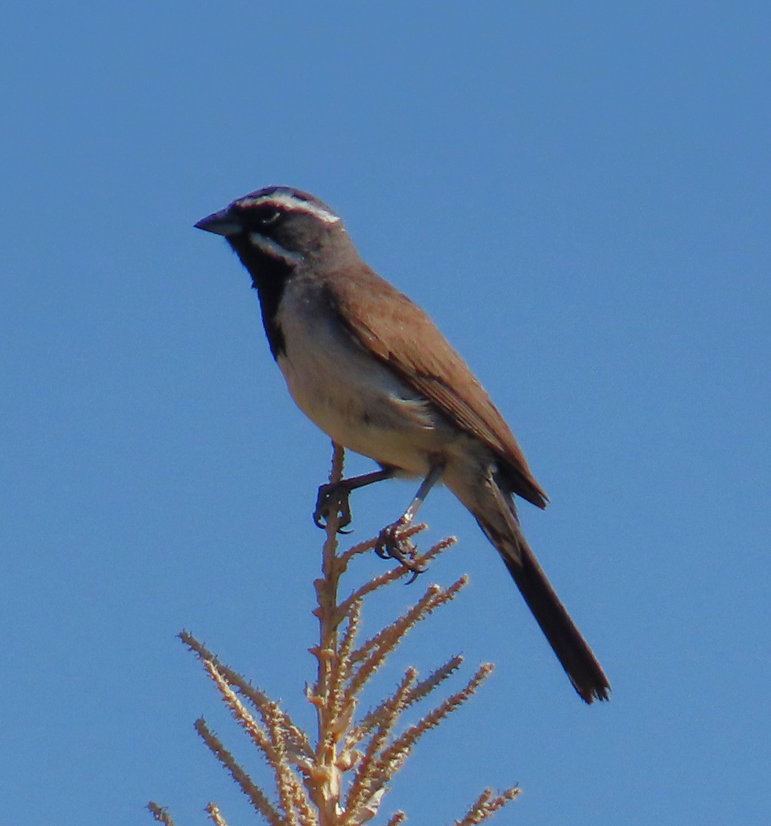 Black-throated Sparrow - ML620489853