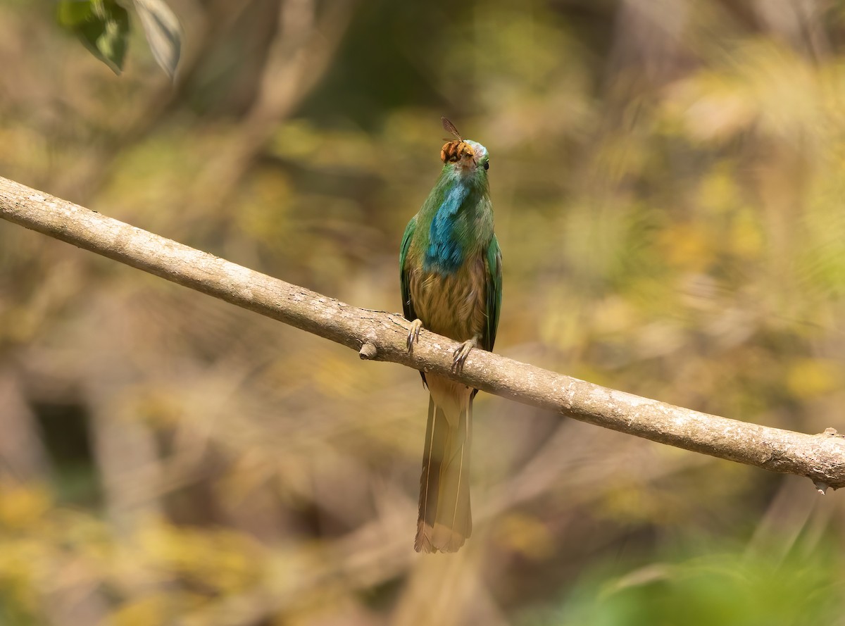 Blue-bearded Bee-eater - ML620489856