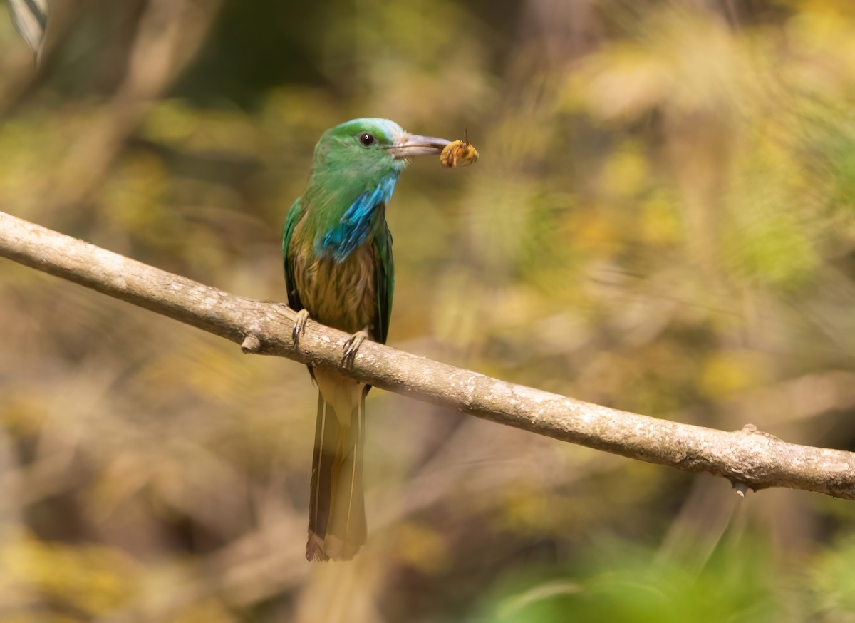 Blue-bearded Bee-eater - ML620489857