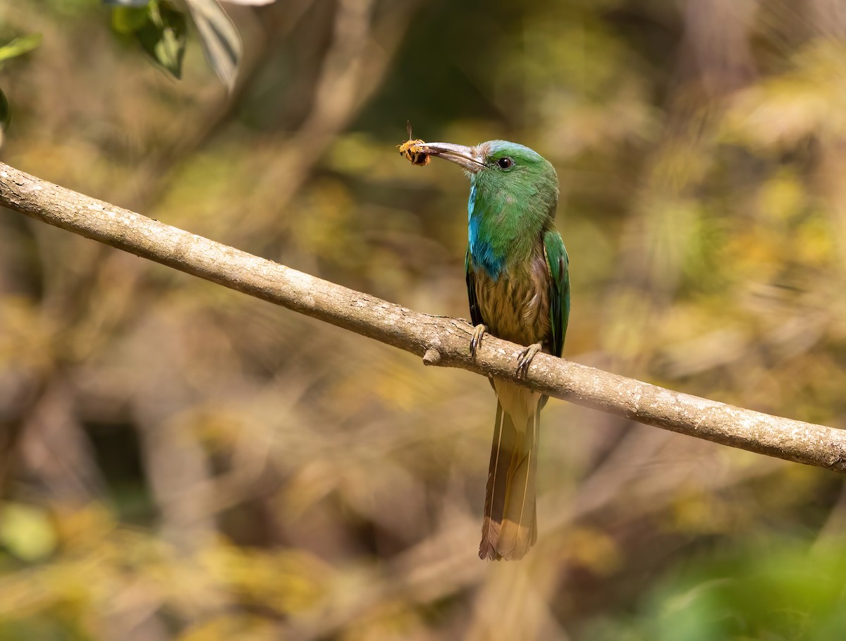 Blue-bearded Bee-eater - ML620489859