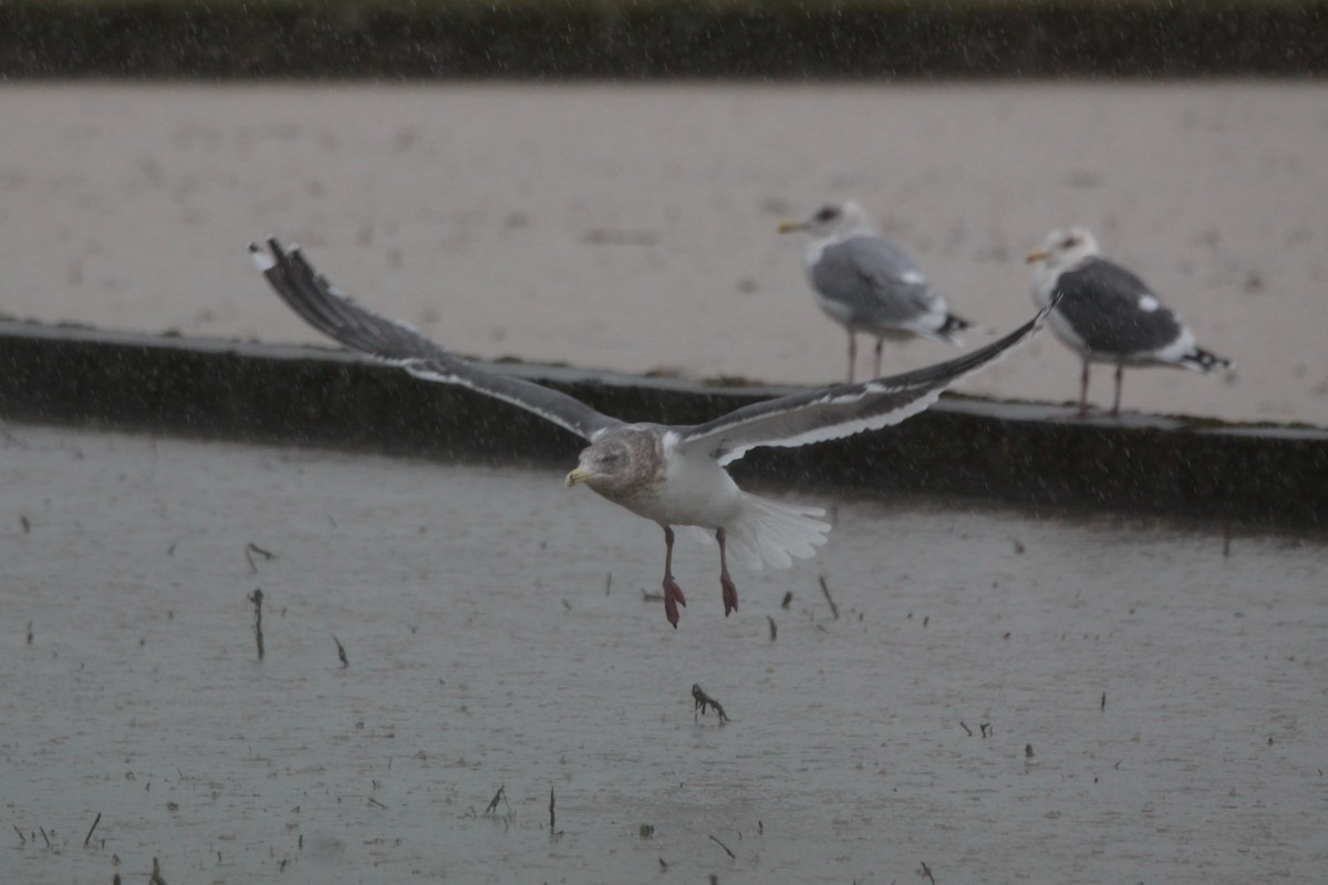 Slaty-backed Gull - ML620489869