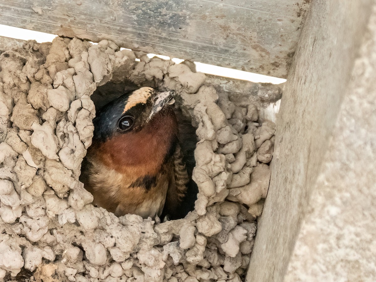 Cliff Swallow - ML620489870